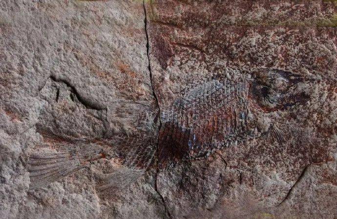 眉山首例！丹棱幸福古村發現疑距今約一億三千五百萬年的“魚化石”！ 