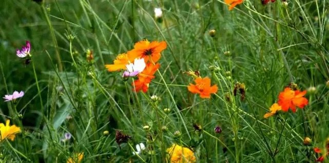 漳浦問題礦山生態(tài)圓滿修復(fù)，全縣石材企升級27家企業(yè)復(fù)電復(fù)產(chǎn)，獲中國環(huán)境報好評