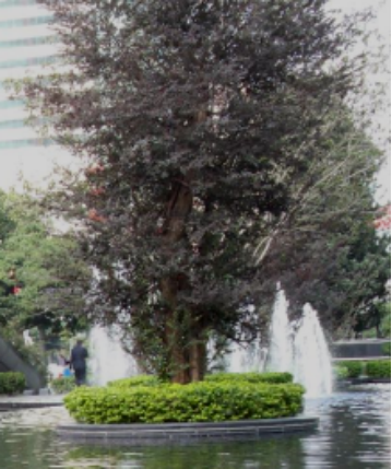 晏輝：用石材做的花盆真的人見人愛，每一款都獨具味道